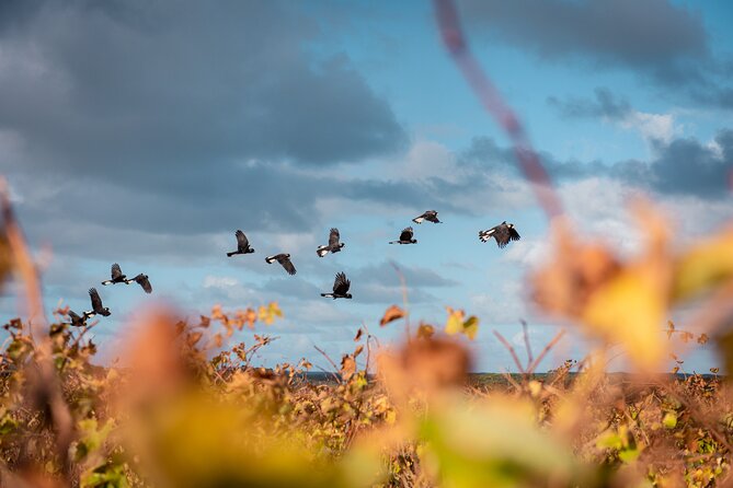 Hidden Gems: Boutique Full-Day Wine, Farm & Lunch Tour - Brown Hill Estate keeps the afternoon personal