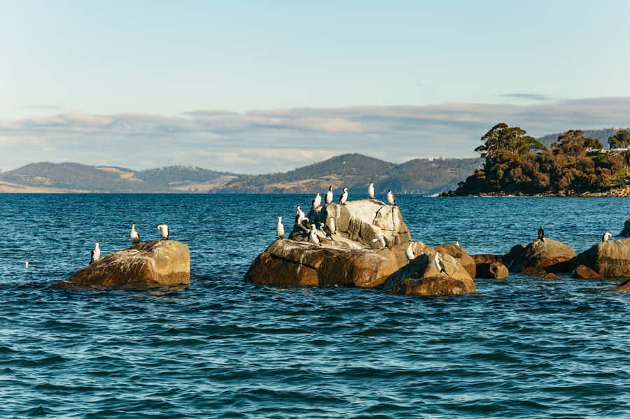 Hobart: 2.5-hour Iron Pot Lighthouse Cruise - Key points to know before you book