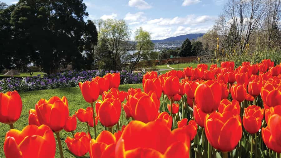 Hobart: 3-Hour City Sightseeing Tour - Key points at a glance