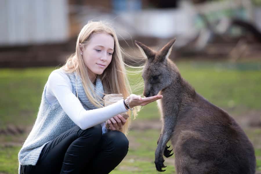 Hobart: Admission Ticket to Bonorong Wildlife Sanctuary - Key things to know before visiting Bonorong