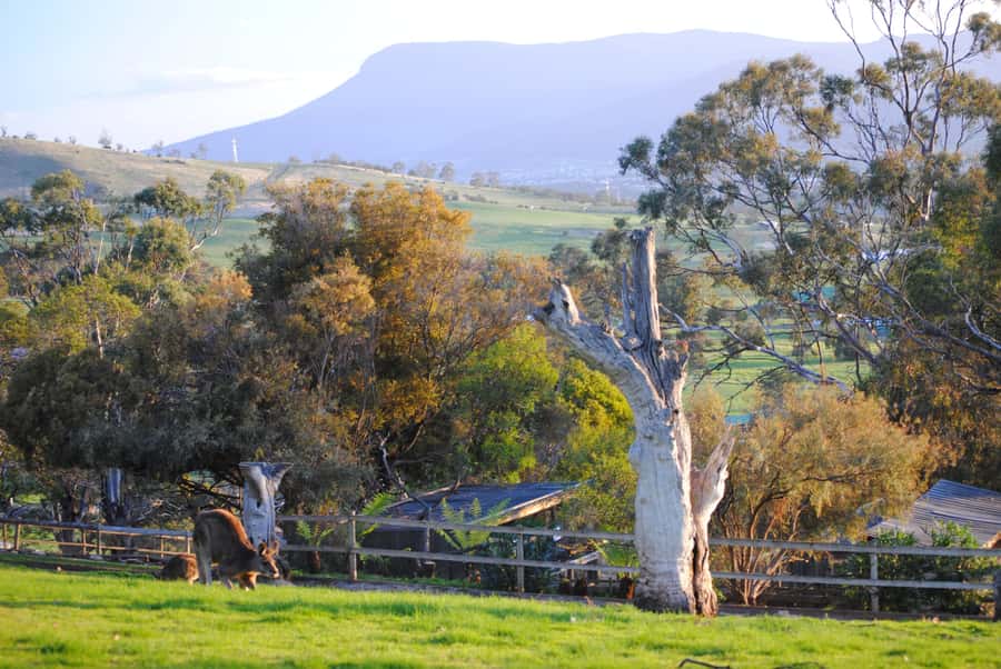 Hobart: Admission Ticket to Bonorong Wildlife Sanctuary - Why Bonorong feels different from a regular zoo