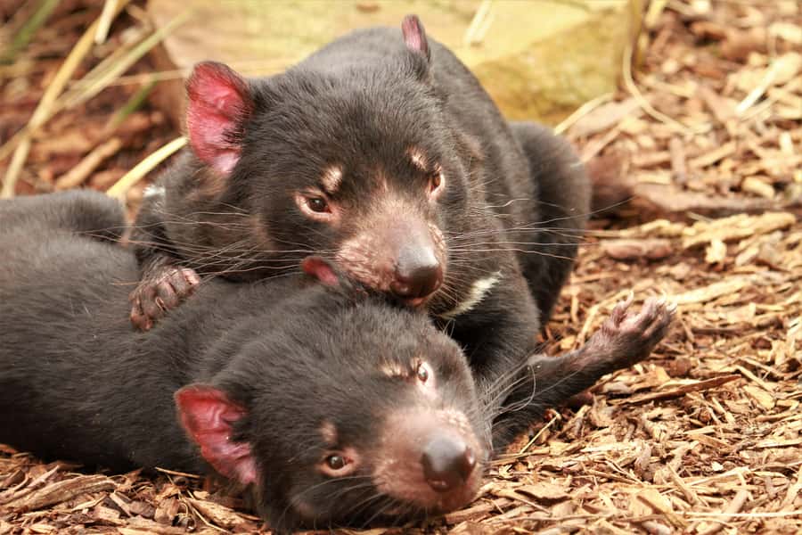 Hobart: Admission Ticket to Bonorong Wildlife Sanctuary - Make time for the daily guided tours