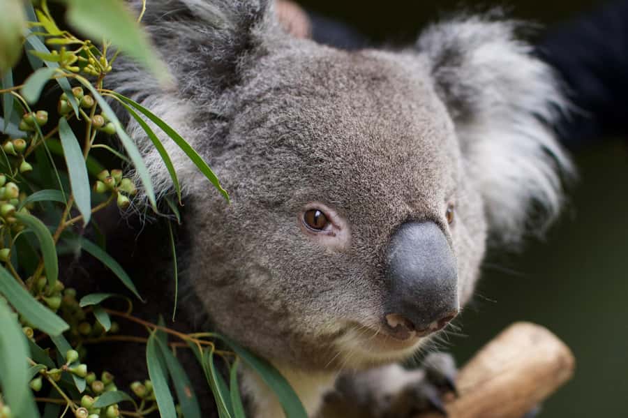 Hobart: Admission Ticket to Bonorong Wildlife Sanctuary - Planning your day at the sanctuary