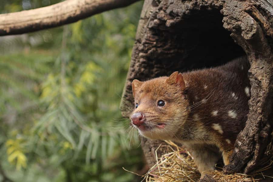 Hobart: Admission Ticket to Bonorong Wildlife Sanctuary - Start with the kangaroos and get your bearings