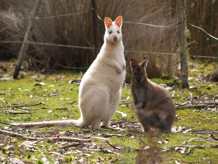 Hobart: Bruny Island Food, Sightseeing & Lighthouse Day Tour - Key points to know before booking