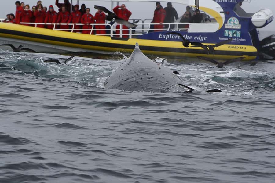 Hobart: Bruny Island Wilderness Coast Eco Cruise with Lunch - Why this Bruny Island day trip works