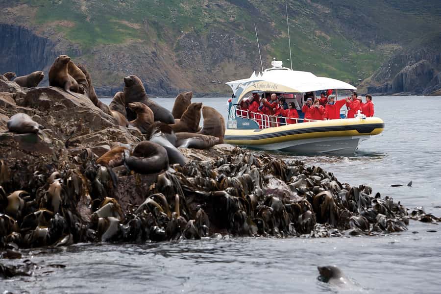 Hobart: Bruny Island Wilderness Coast Eco Cruise with Lunch - Breathing Rock and the sea caves