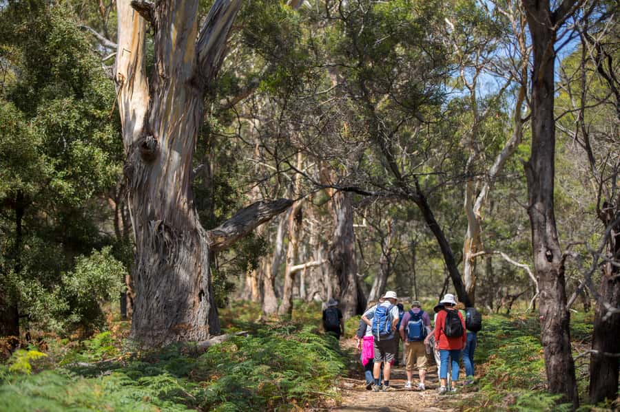 Hobart: Maria Island National Park Active Full-Day Tour - Why This Maria Island Day Is Worth Your Time