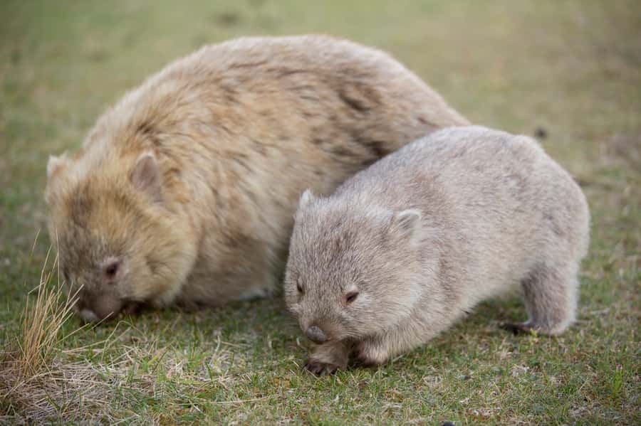 Hobart: Maria Island National Park Active Full-Day Tour - The Ferry Ride Sets the Mood