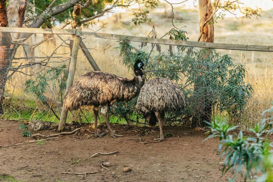 Hobart: Mt Wellington, Mt Field, Bonorong and Richmond Trip - Transport, timing and comfort