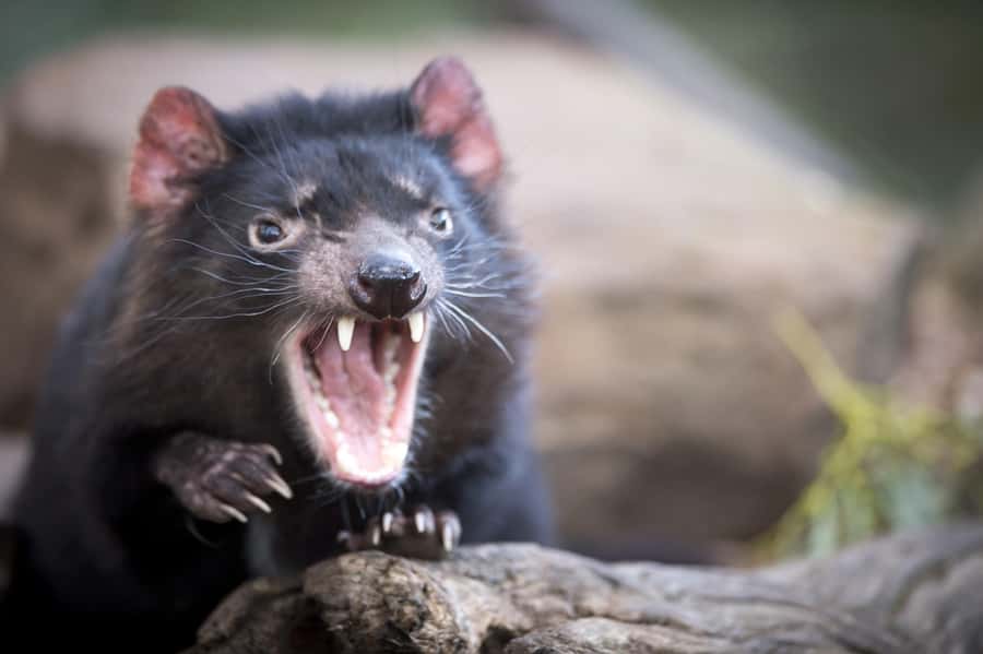 Hobart: Port Arthur, Richmond & Tassie Devil - Active Tour - Tasman Arch and Devil’s Kitchen