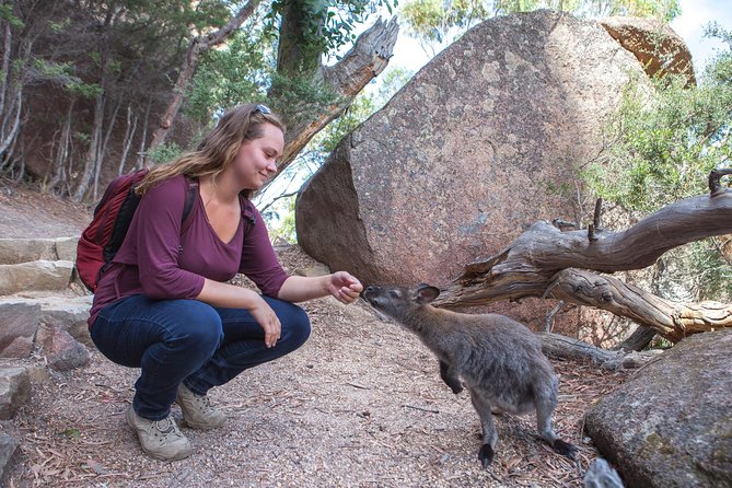 Hobart: Wineglass Bay & Freycinet National Park - Active Day Tour - Cape Tourville Lighthouse keeps the walking easy