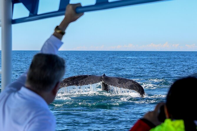 Humpback Whale Encounter Tour from Newcastle - The real value of $89.66