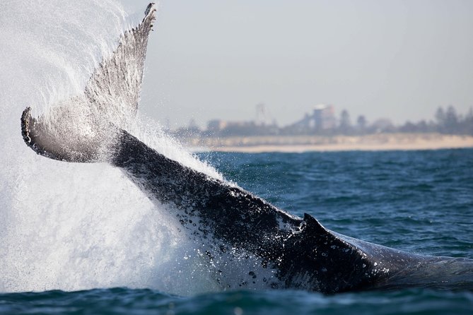 Humpback Whale Encounter Tour from Newcastle - Who will enjoy this Newcastle cruise most?