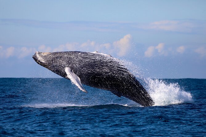 Humpback Whale Encounter Tour from Newcastle - What the two-hour itinerary feels like
