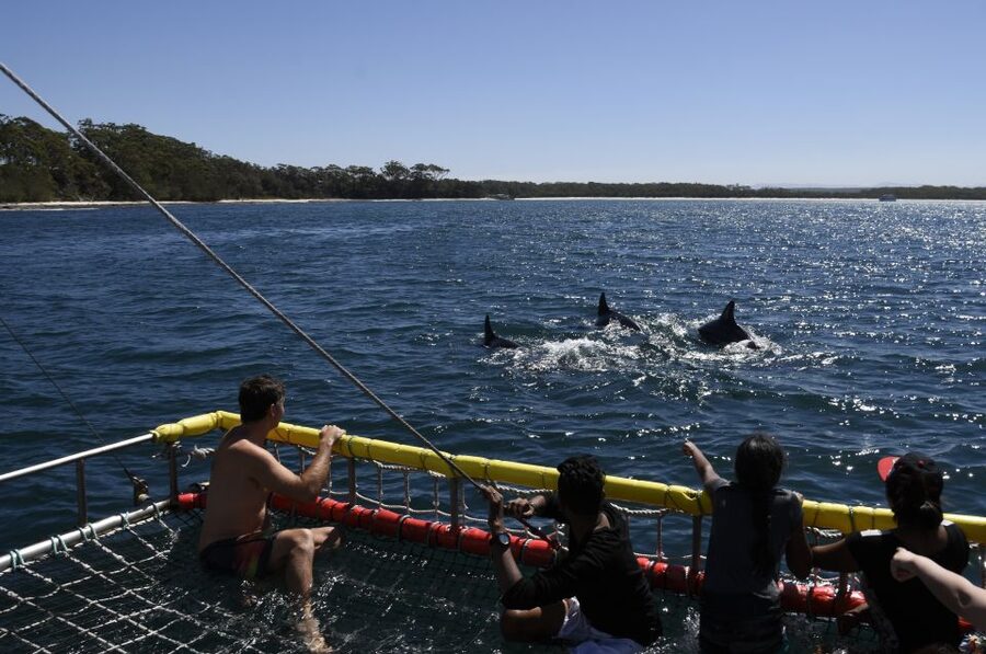 Huskisson: Dolphin Cruise & Boom Netting Experience - What makes the dolphin sightings special
