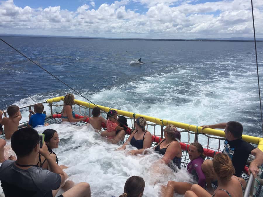 Huskisson: Dolphin Cruise & Boom Netting Experience - Meeting the boat at Huskisson public wharf
