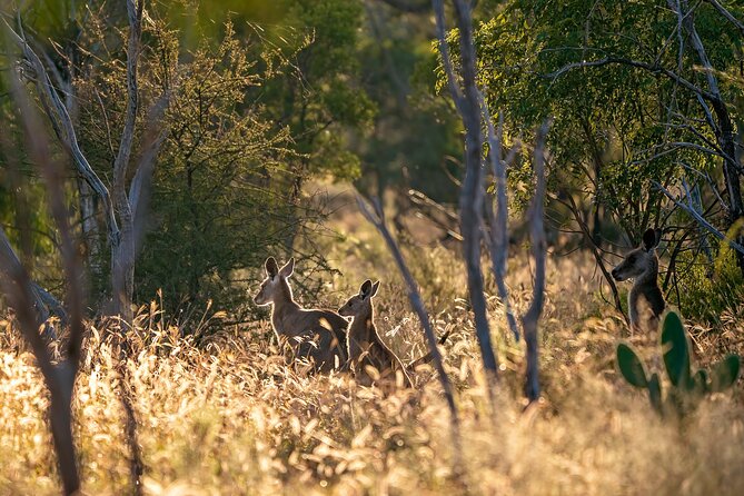 Intimate Blue Mountains Wild Kangaroos & Sunset for Nature Lovers - Why this small Blue Mountains tour feels different