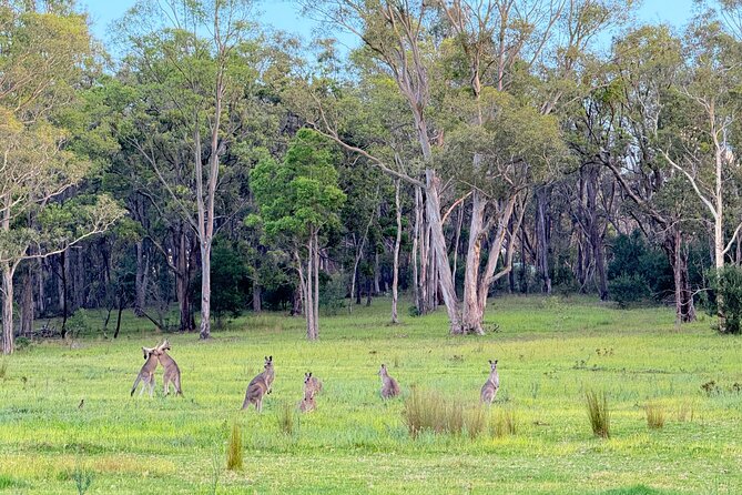 Intimate Blue Mountains Wild Kangaroos & Sunset for Nature Lovers - A different view of the Three Sisters