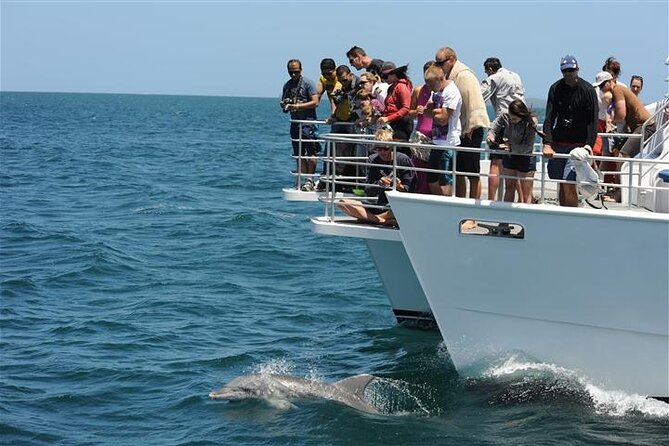 Jervis Bay Dolphin Cruise - Why Jervis Bay is a good place to watch dolphins