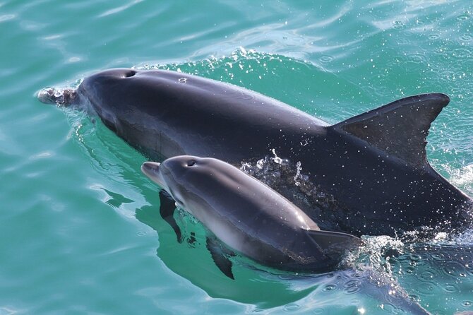 Jervis Bay Dolphin Cruise - The best moments depend on luck and conditions
