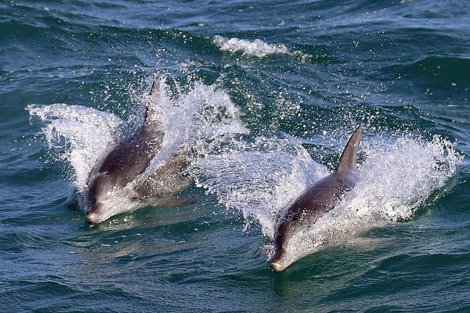 Jervis Bay Dolphin Cruise - A responsible way to see wild dolphins
