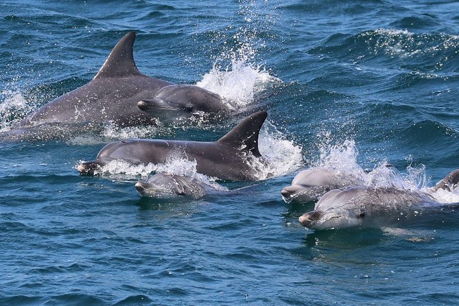 Jervis Bay Dolphin Cruise - Meeting in Huskisson on Currambene Street