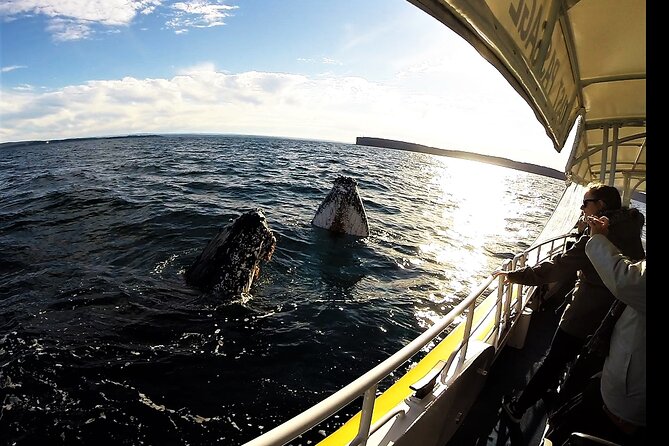 Jervis Bay Whale Watching Tour - Leaving with Jervis Bay Wild Cruises