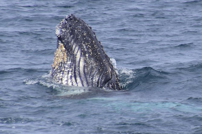 Jervis Bay Whale Watching Tour - The wildlife you might see