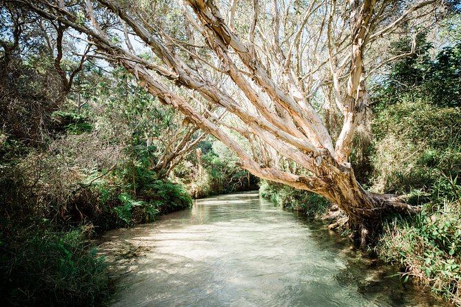 K'gari (Fraser Island) All Inclusive Day Tour - Eli Creek: refreshing, fast, and shorter than expected