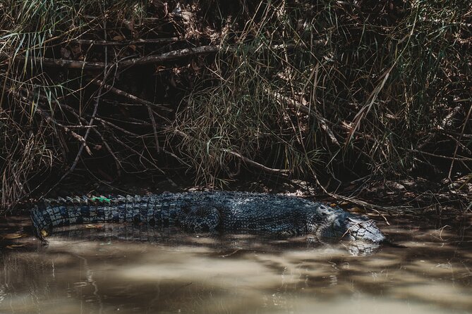 Kakadu Day Tour from Darwin with Offroad Dreaming - The Guluyambi Cultural Cruise on the East Alligator River