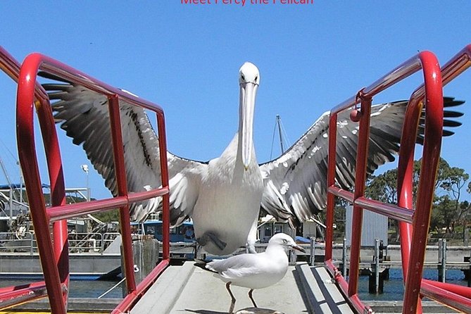 Kalgan Queen Scenic Cruises a four hour sheltered water wildlife tour daily fun. - Pelicans, raptors, and the best wildlife moments