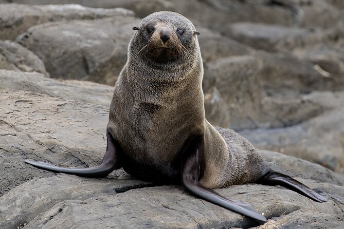 Kangaroo Island: 75-Minute Coastal Safari - Seals, sea lions, and birds add variety