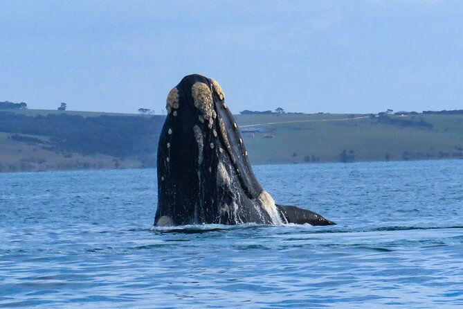 Kangaroo Island: 75-Minute Coastal Safari - Is $62 good value?
