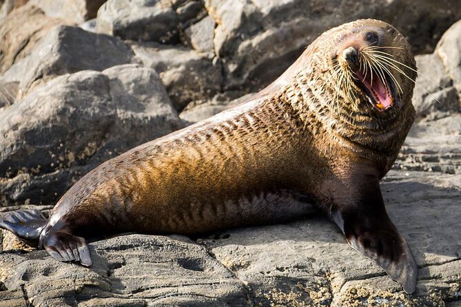 Kangaroo Island: 75-Minute Coastal Safari - Who will enjoy this safari most