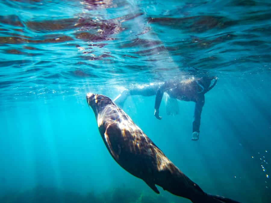 Kangaroo Island: Dolphin, Seal, and Swimming Boat Tour - Key points before you book
