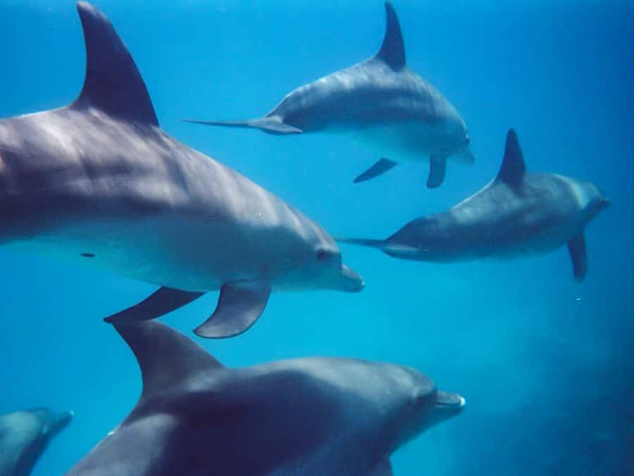 Kangaroo Island: Dolphin, Seal, and Swimming Boat Tour - Meeting the crew in Penneshaw