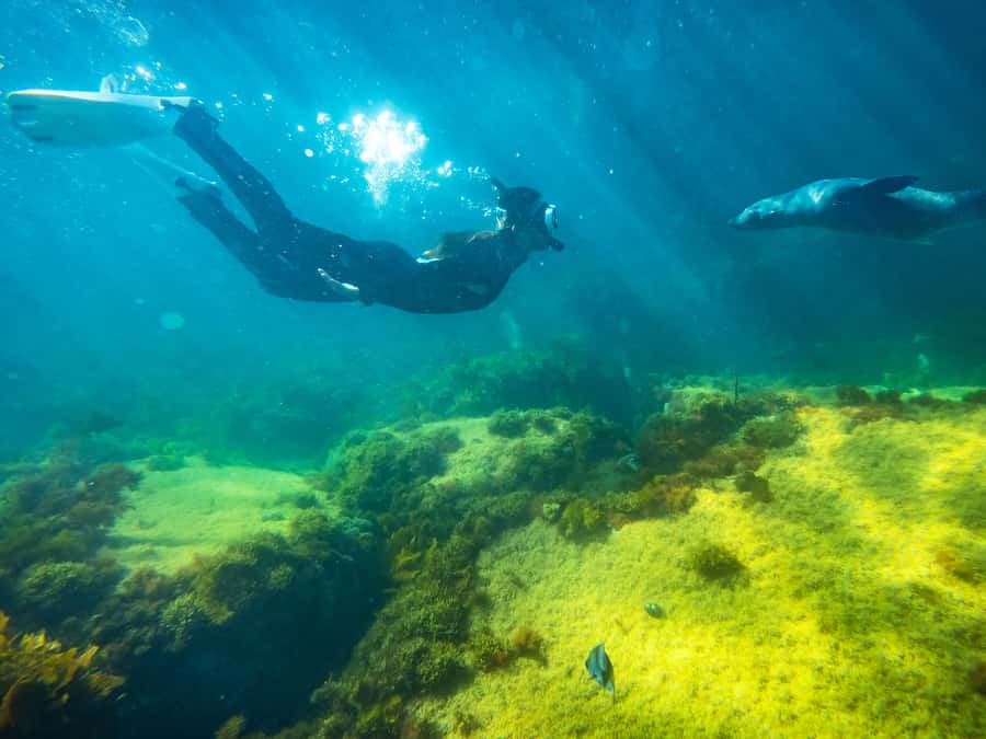 Kangaroo Island: Dolphin, Seal, and Swimming Boat Tour - Leaving Penneshaw for the coastal search