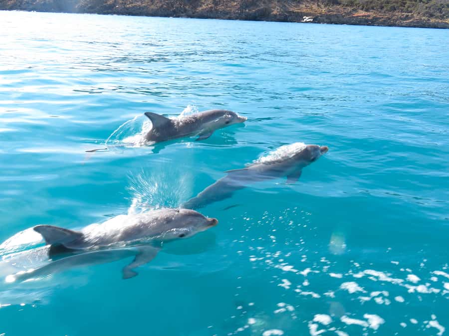 Kangaroo Island: Dolphin, Seal, and Swimming Boat Tour - Swimming with seals among the rocks