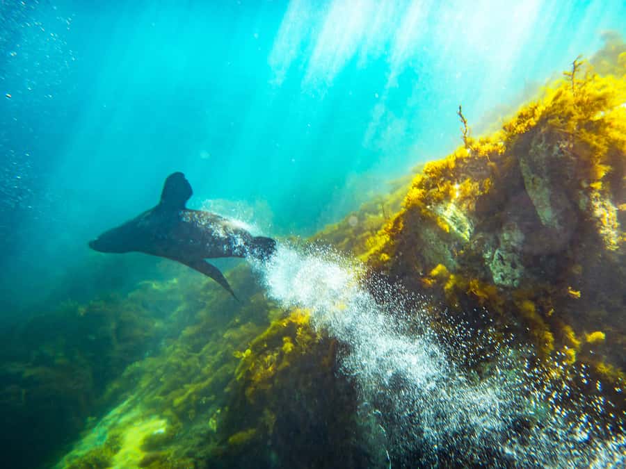 Kangaroo Island: Dolphin, Seal, and Swimming Boat Tour - Practical ways to improve your outing