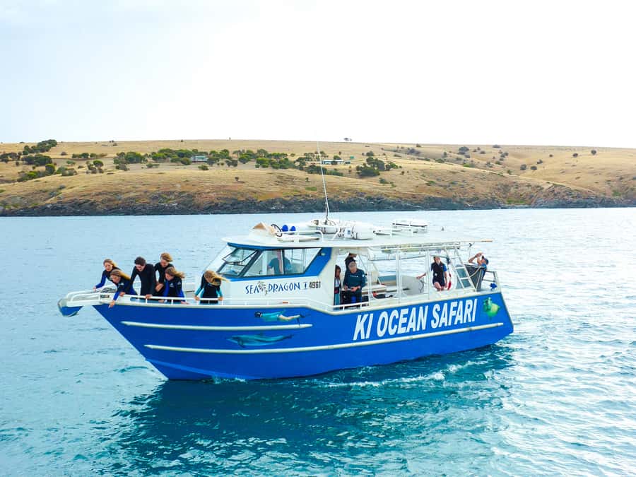 Kangaroo Island: Dolphin, Seal, and Swimming Boat Tour - Outfitting for 14 to 15 degree water