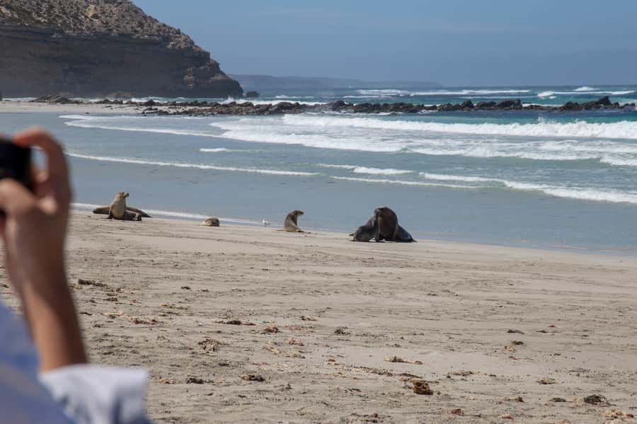 Kangaroo Island Full Day Experience by Ferry Including Lunch - Is $267 good value for one day?