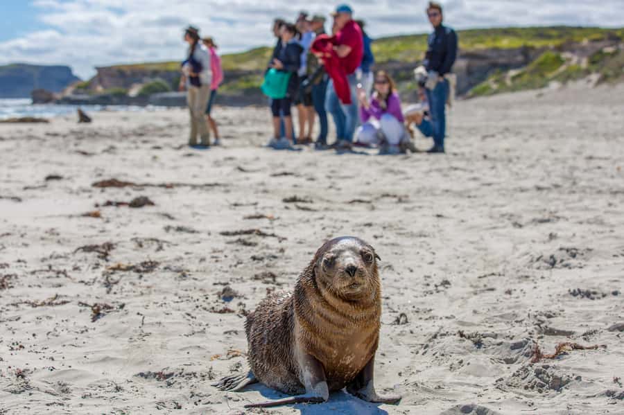 Kangaroo Island Full Day Experience by Ferry Including Lunch - What the guides add to a large, busy day