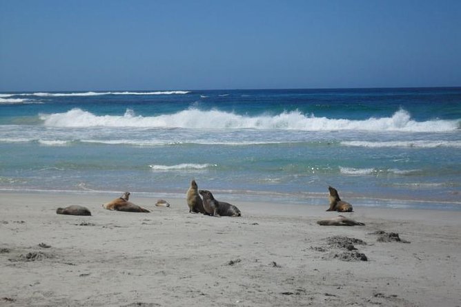 Kangaroo Island in a Day Tour from Adelaide - The 45-minute ferry crossing to Penneshaw
