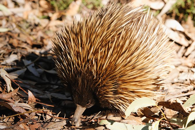 Kangaroo Island in a Day Tour from Adelaide - The return journey is part of the bargain