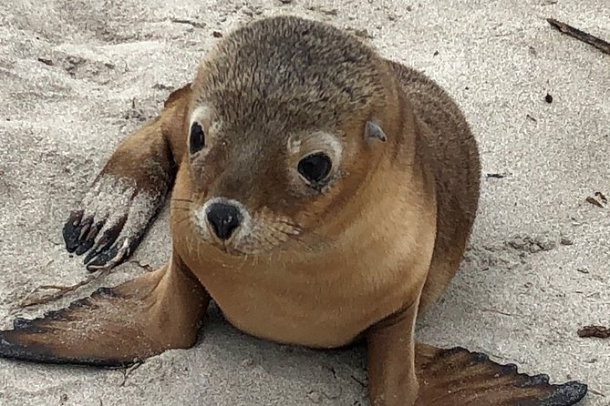 Kangaroo Island Scenic Nature and Wildlife Day Tour - What makes this Kangaroo Island day tour worth considering