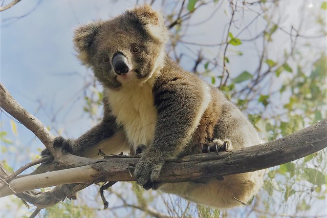 Kangaroo Island Scenic Nature and Wildlife Day Tour - Seal Bay: the day’s most personal wildlife stop