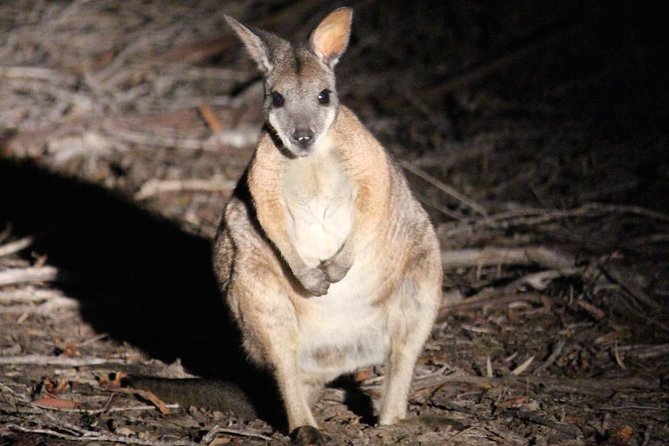 Kangaroo Island Scenic Nature and Wildlife Day Tour - Flinders Chase packs the most scenery into three hours