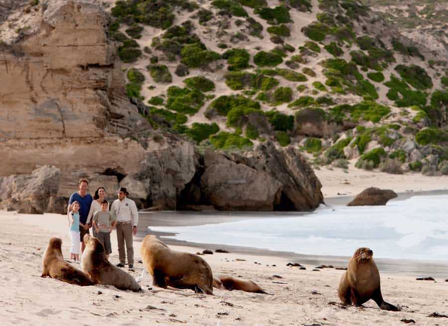 Kangaroo Island: Scenic, Nature & Wildlife Tour - Key points to know before booking
