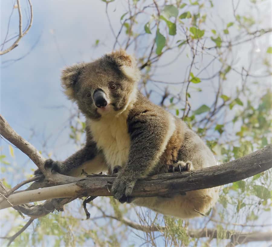 Kangaroo Island: Scenic, Nature & Wildlife Tour - Wildlife spotting is the tour’s real skill